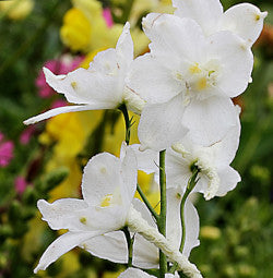 DELPHINIUM BELLADONA WHITE 10ST 80cm