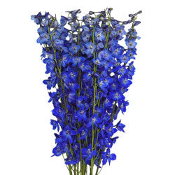 DELPHINIUM SEA WALTZ DARK BLUE 10ST 80cm