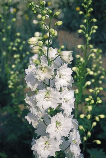 DELPHINIUM 90cm WHI Pacific Galahad 10 St(Stems)