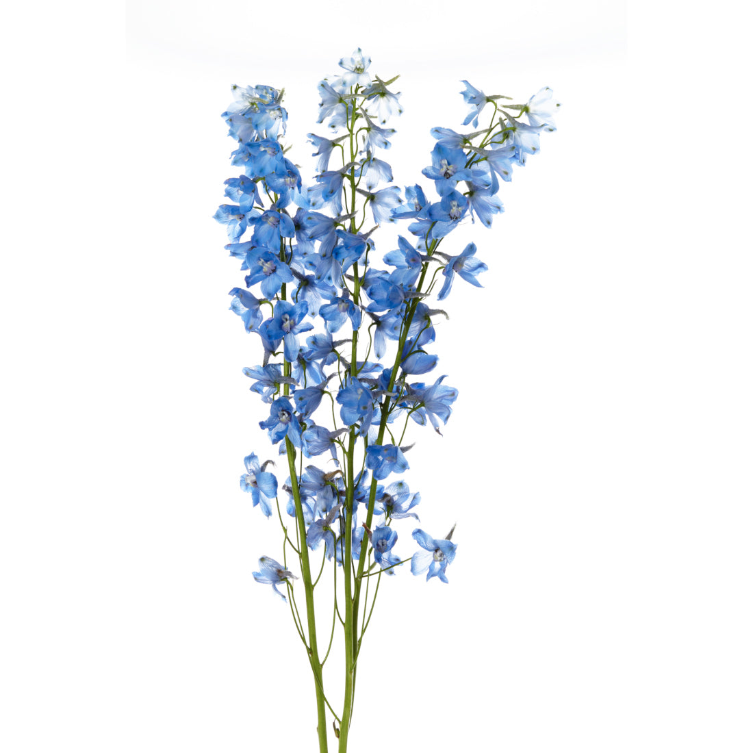 DELPHINIUM SKY WLTZ LIGHT BLUE 10ST 70cm