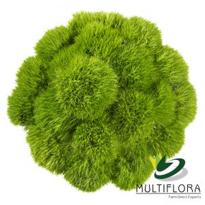 DIANTHUS 60cm GRE Green Ball 10 St(Stems)