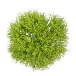 DIANTHUS GREENBALL 10ST 50cm