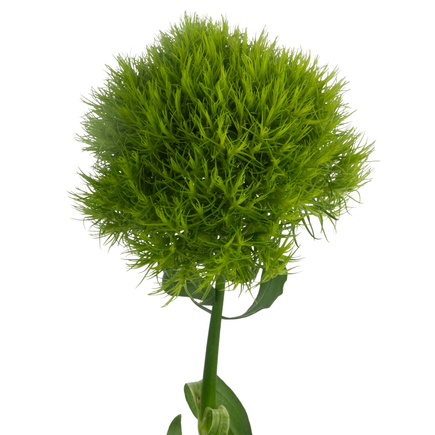 DIANTHUS GREEN BALL 70CM