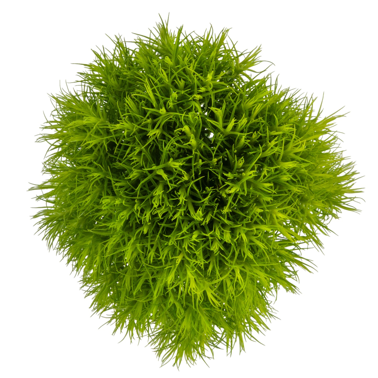DIANTHUS GREEN BALL 70CM