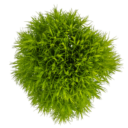 DIANTHUS GREEN BALL 50CM