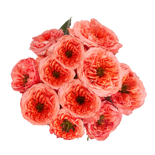 GARDEN ROSE MANDARIN X-PRESSION 50CM