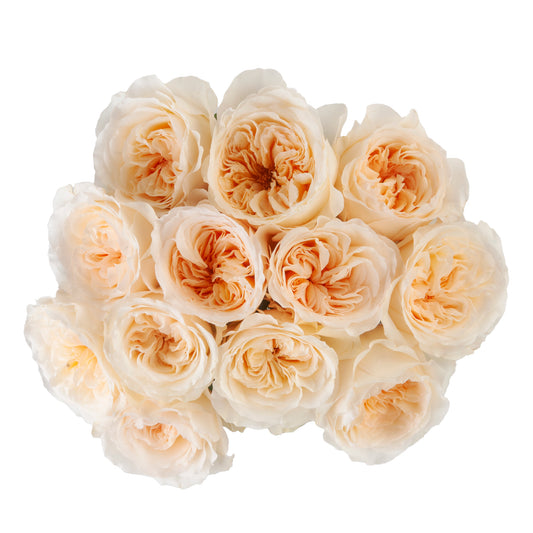GARDEN ROSE OHARA 50CM