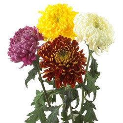 DISBUD EX AST Assorted 10st 10 St(Stems)