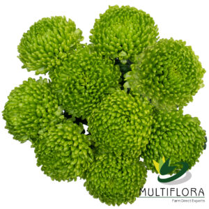 MUMBALL EX GRE Alemani 10st 10 St(Stems)