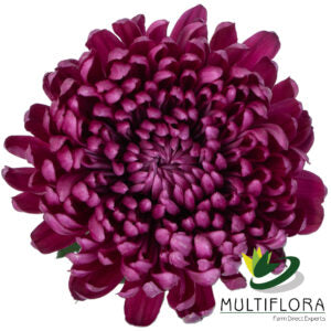 DISBUD EX PUR ANDREA 10ST 10 St(Stems)