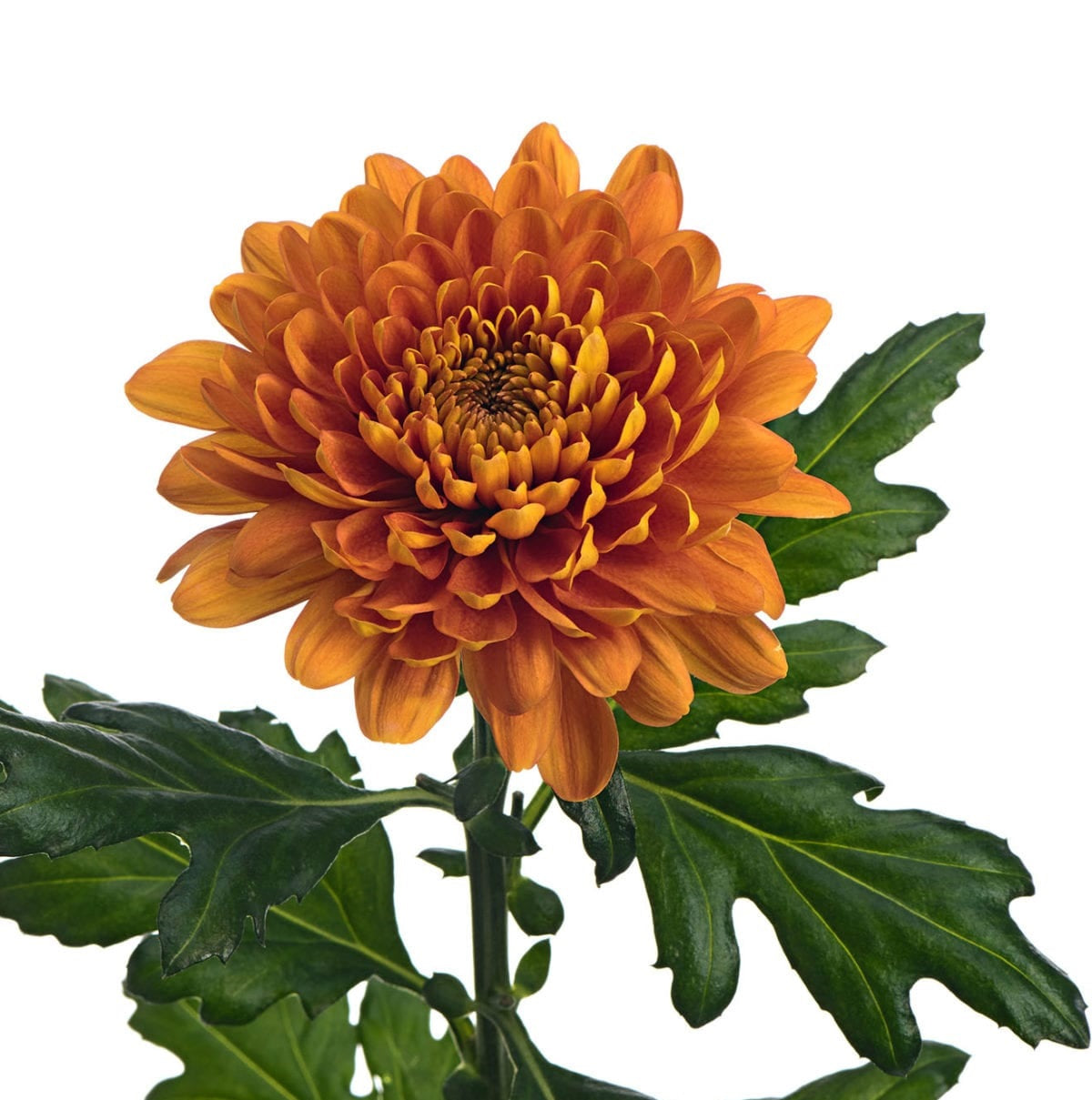 DISBUD EX ORA BELLAVISTA 10 St(Stems)