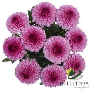 MUMBALL EX LAV Exp Billiard 10ST 10 St(Stems)