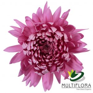 DISBUD EX LAV Dark Carina 10 St(Stems)