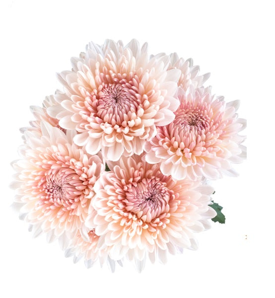 DISBUD FAIRYTALE DUSTY PINK 10ST 70cm