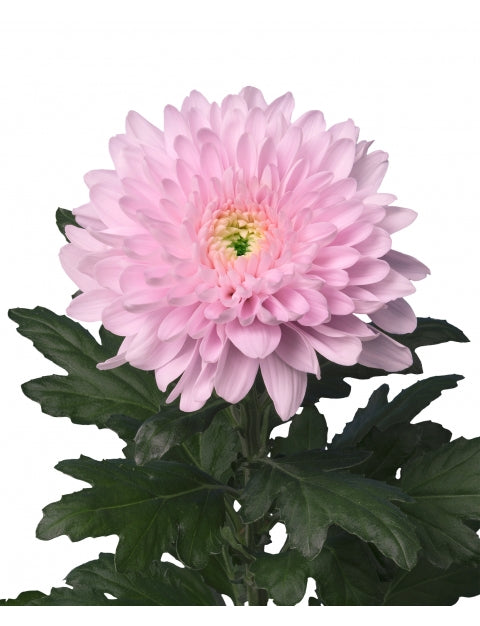 DISBUD EX PNK PETRUSHKA 10 St(Stems)