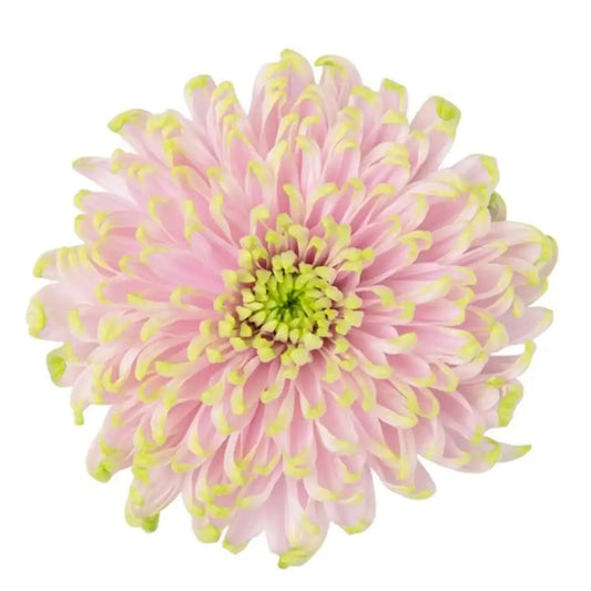DISBUD EX LPK Rossano Charlotte Lt.Pnk/Grn 10 St(Stems)