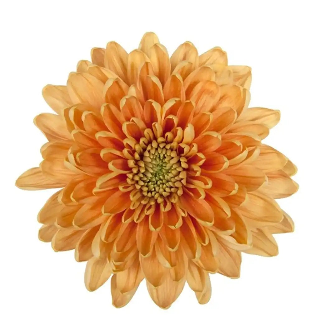 DISBUD EX ORA Rossano Orange 10 St(Stems)