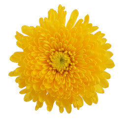 DISBUD EX YEL Yellow 10 St(Stems)