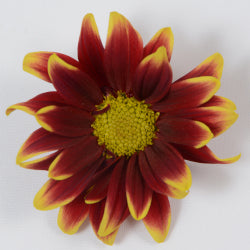 DAISY EX BRZ Ragusa 7st (Bunches)