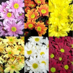 DAISY EX AST Assorted 7st (Bunches)