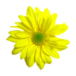 DAISY EX YEL Reagan (Bunches)