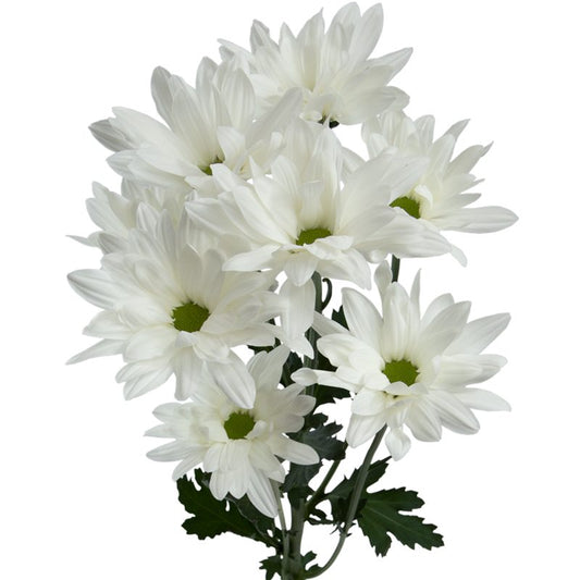 DAISY RONDA 7ST EX