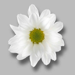 DAISY EX WHI Reagan (Bunches)