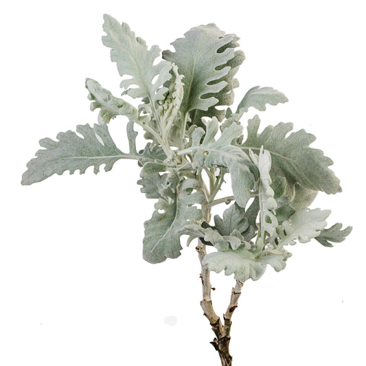 DUSTY MILLER BROAD LEAF SILVER 50CM