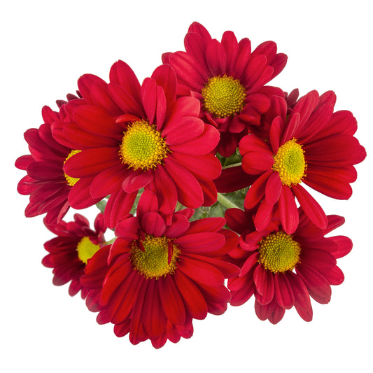 DAISY VALENTINO EX