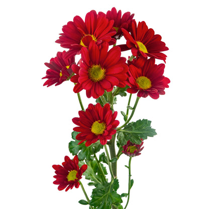 DAISY VALENTINO EX