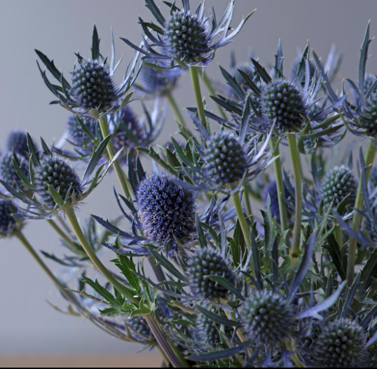 ERYNGIUM BLUE DYNAMITE 10ST 60cm