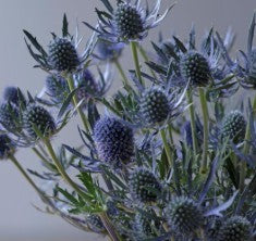 ERYNGIUM BLUE DYNAMITE 5ST 70cm