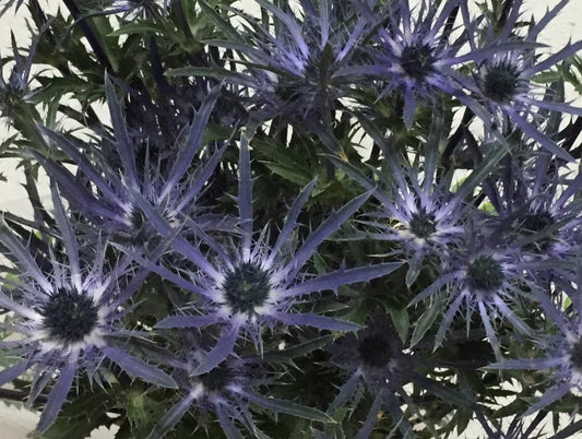 ERYNGIUM BLUE BELL 10 ST 60cm