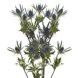 ERYNGIUM BLUE BELL 60CM