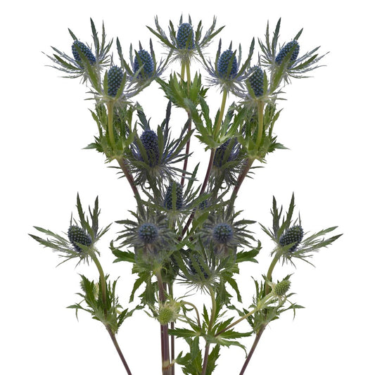 ERYNGIUM 60cm BLU Blue Lagoon 10st 10 St(Stems)
