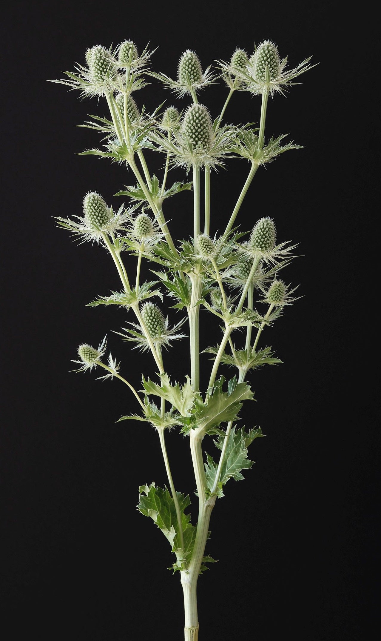ERYNGIUM 60cm GRE Silver Lagoon 10st 10 St(Stems)