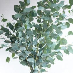 EUCALYPTO 50 60cm GRE Silver Dollar 10st 10 St(Stems)