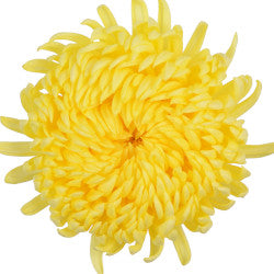 FOOTBALL MUM YELLOW EX