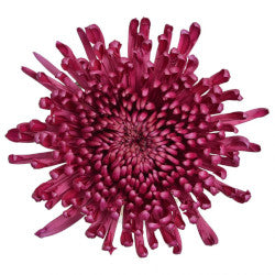FOOTBALL MUM EX PUR Purple 10 St(Stems)