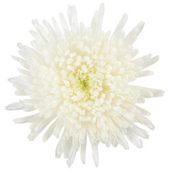 FOOTBALL MUM EX WHI White 10 St(Stems)
