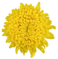 FOOTBALL MUM EX YEL Astroid 10 St(Stems)