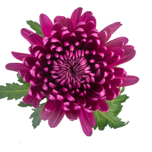 DISBUD ANDREA PURPLE
