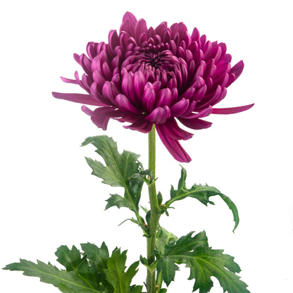 DISBUD ANDREA PURPLE