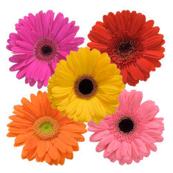 GERBERA ASSORTED 5ST 50cm