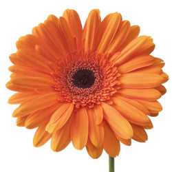 GERBERA ORANGE 5ST 50
