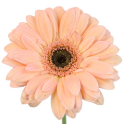 GERBERA PEACH 50cm