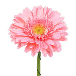 GERBERA LIGHT PINK 5ST 50cm