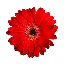 GERBERA RED 5ST 50cm
