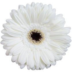 GERBERA WHITE DK.CENTER 5ST 50cm