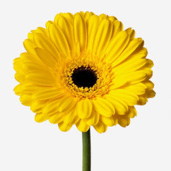 GERBERA YELLOW DK.CENTER